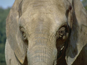 One Cool Elephant