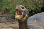 Galapagos Tortoise