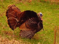 A Turkey